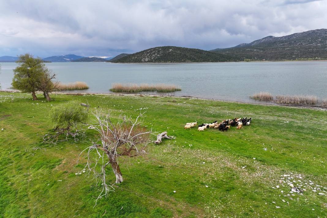Konya'daki bu adanın sahipleri 50 küçükbaş sürüsü 10